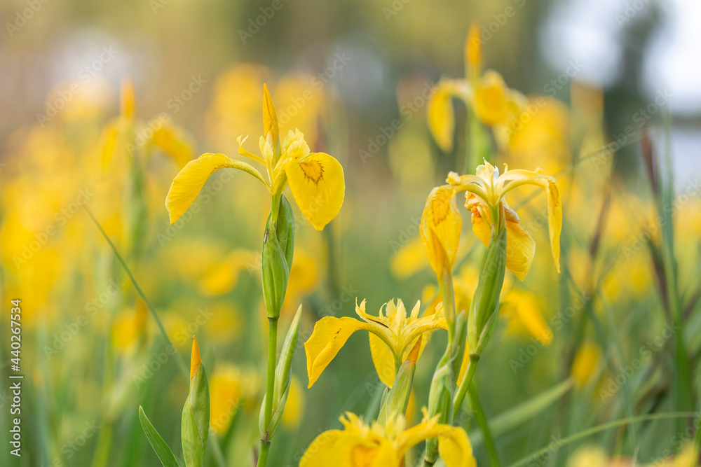 Obraz premium Iris pseudacorus, the yellow flag, yellow iris, or water flag, is a species of flowering plant in the family Iridaceae.