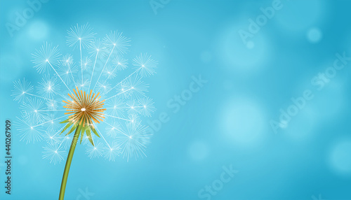 dandelion tea seeds flower blue background