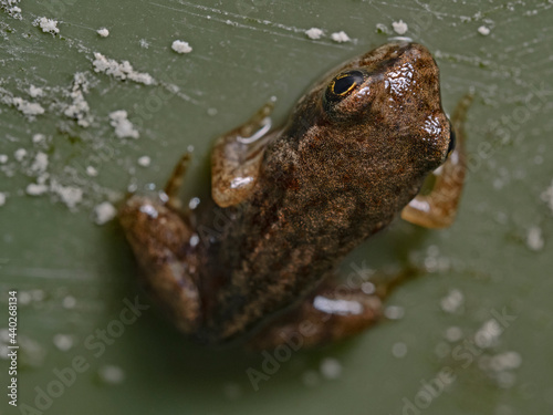 Young water frog, Junger Wasserfrosch  photo
