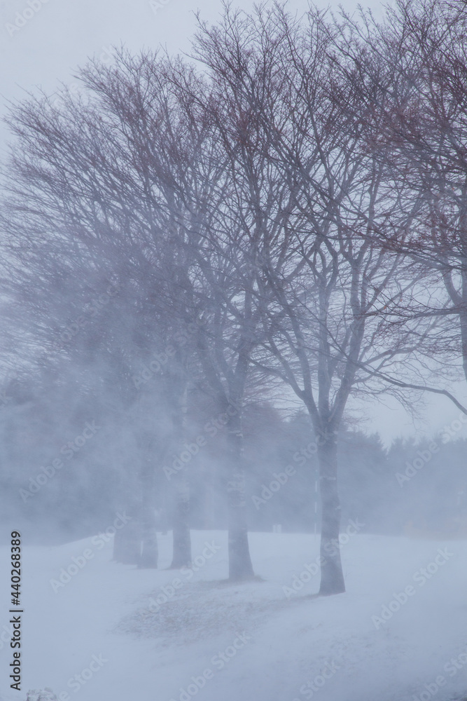 Fototapeta premium Winter scene of leafless trees in Hokkaido Japan.
