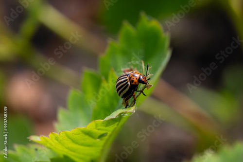 Colorado potato beetle sitting on strawberry bushes and eating strawberry leaves © Studiomiracle