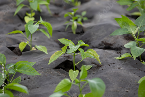 Pepper sprouts in the spunbond garden. Black spunbond with green plants photo