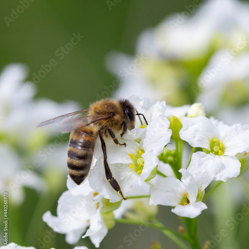 The bee (Apis mellifera) works on the flower Horseradish (Armoracia rusticana). Horseradish (Armoracia rusticana, syn. Cochlearia armoracia) is a perennial plant of the Brassicaceae family. © ihorhvozdetskiy