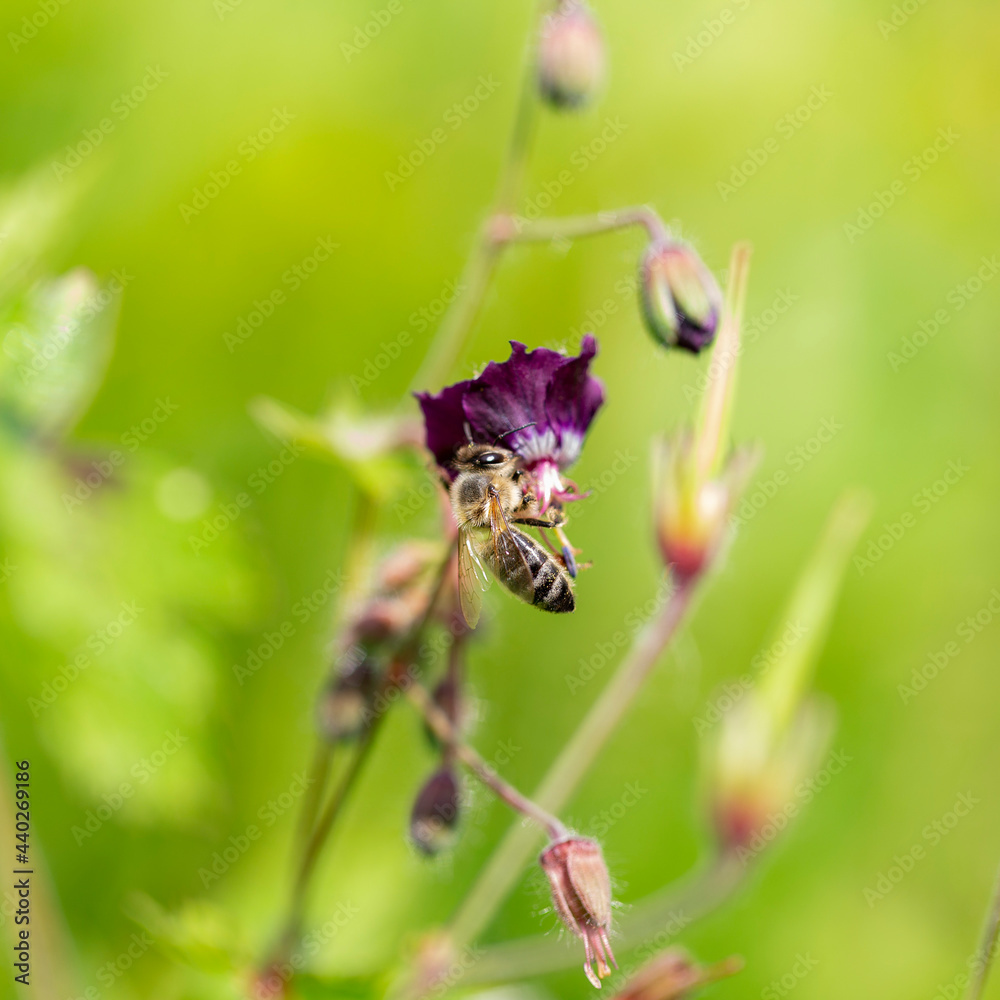 The bee (Apis mellifera) works on the flower dusky crane's-bill (Geranium phaeum). Bee - Apis mellifera - pollinates Geranium phaeum „ Lilly Lovell“, the dusky crane’s-bill, mourning widow. The bee (Apis mellifera) works on the flower dusky crane's-bill (Geranium phaeum). Bee - Apis mellifera - pollinates Geranium phaeum „ Lilly Lovell“, the dusky crane’s-bill, mourning widow.