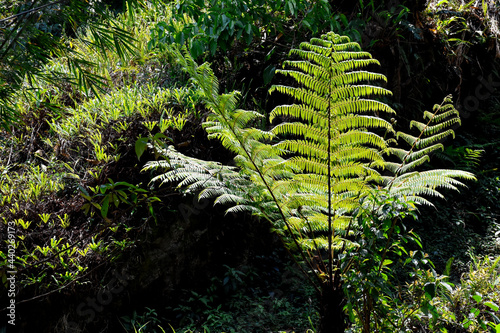 Exotic Fandia fern tree in the wild himalayan forest . photo
