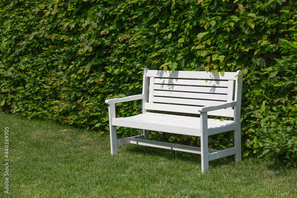 An empty white bench in the sun on a lawn in front of a high beech hedge An empty white bench in the sun on a lawn in front of a high beech hedge