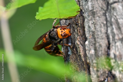 オオスズメバチの女王蜂 © photolife95
