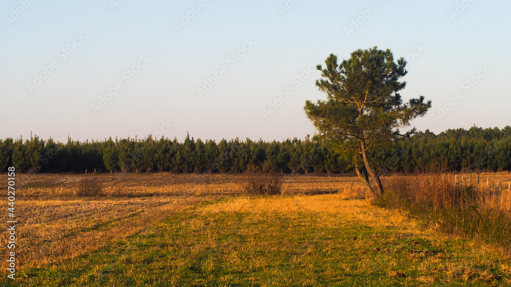 Obraz premium Paysages agricoles dans les Landes, en plein hiver