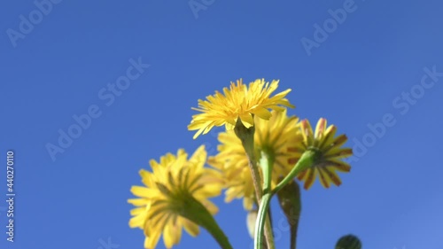 Dandelion flowers spinning against blue sky