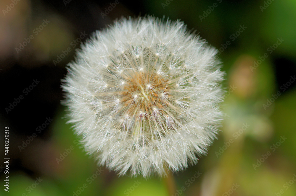 Obraz premium タンポポ タネ