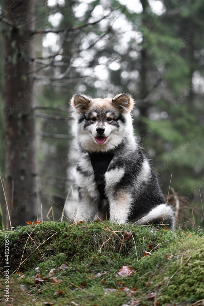 Portrait of a young puppy Finnish Lapphund dog Portrait of a young puppy Finnish Lapphund dog