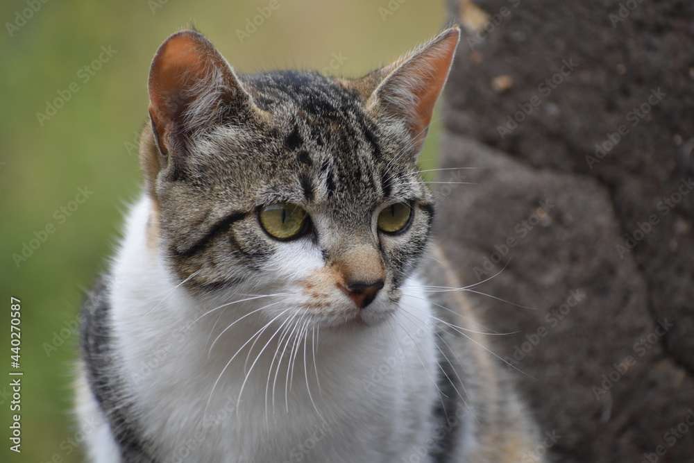 Tricolor Face Brown, White and Black Wild Cat Looking to His Left Searching for Food Tricolor Face Brown, White and Black Wild Cat Looking to His Left Searching for Food