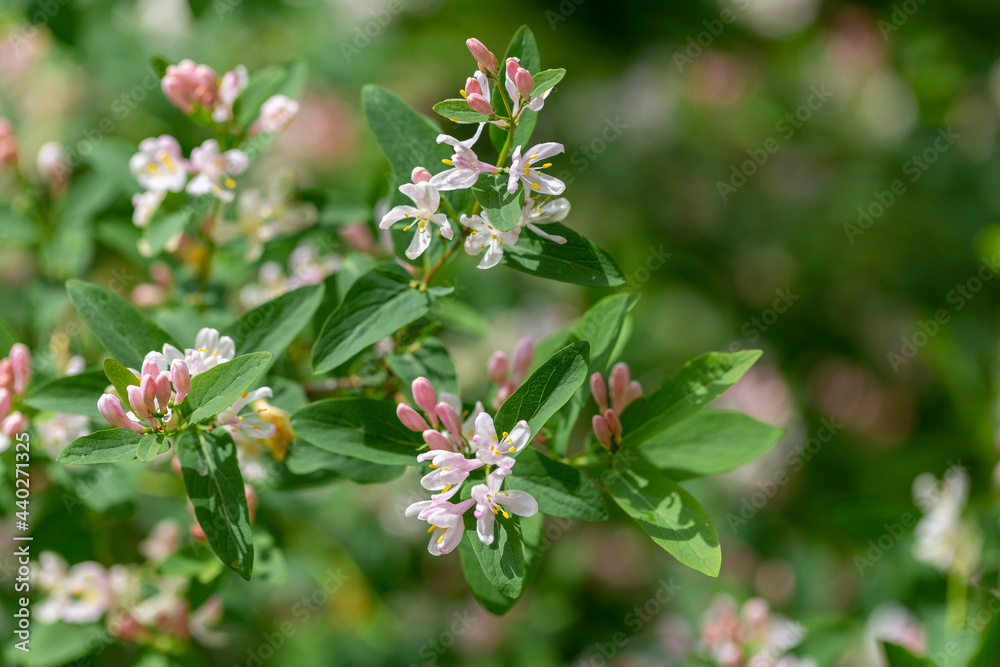 Lonicera tatarica: honeysuckle Bush blooms in the garden in spring. Close-up of Tatar honeysuckle branch with buds. Lonicera tatarica flowering plant, selective focus. Lonicera tatarica: honeysuckle Bush blooms in the garden in spring. Close-up of Tatar honeysuckle branch with buds. Lonicera tatarica flowering plant, selective focus.
