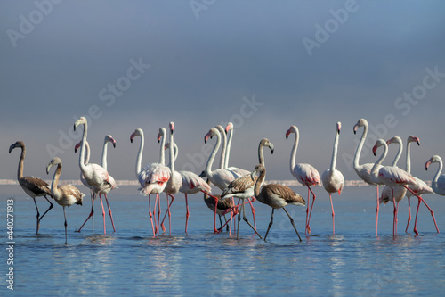 Wild african birds. Group birds of white african flamingos walking around the blue lagoon on a sunny day