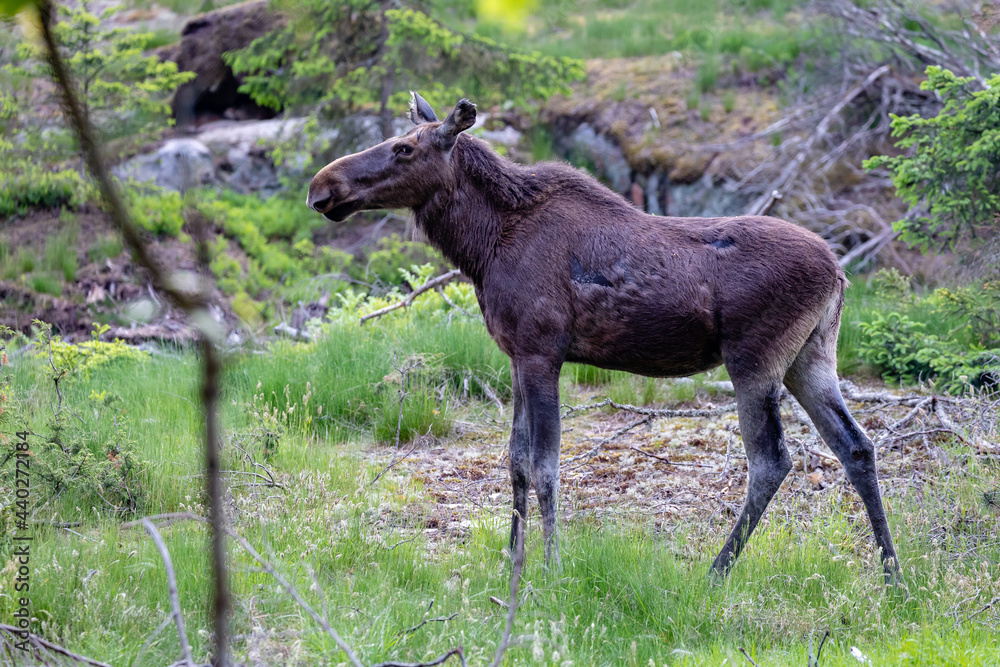 Obraz premium moose in the forest