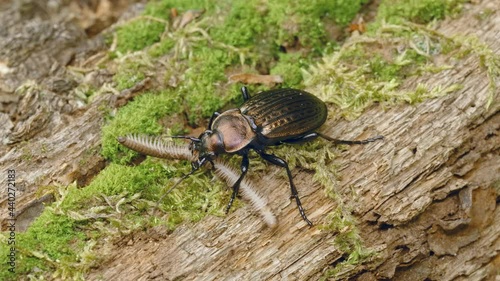 Ground beetle Carabus ullrichii hunting a millipede photo