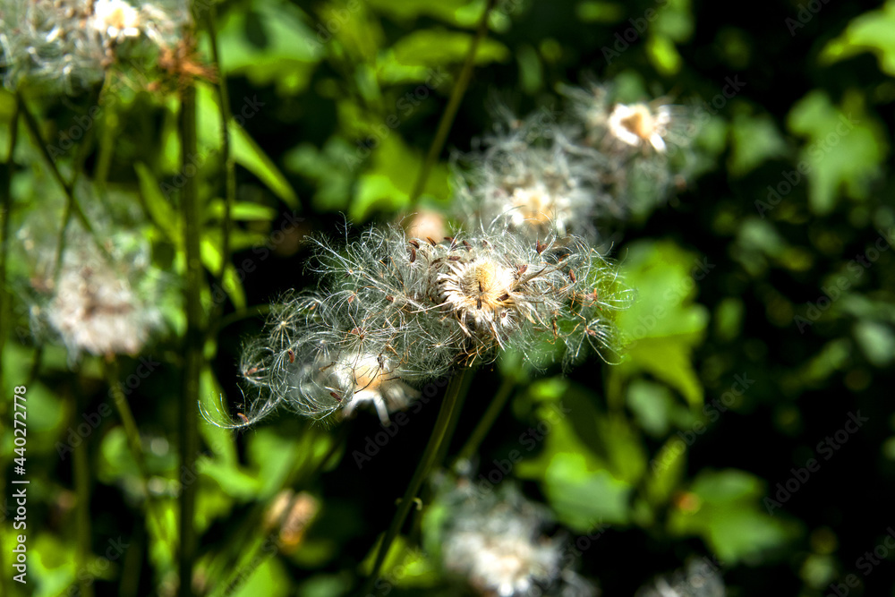 Fototapeta premium Macro shot of a beautiful wild flower blossom