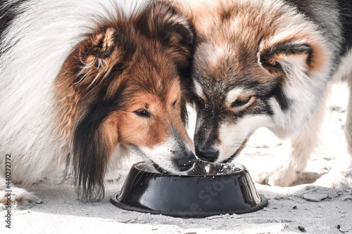 Two dogs drinking water from same bowl