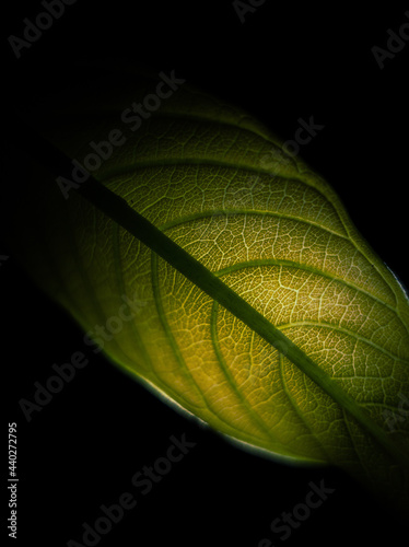 Leaf