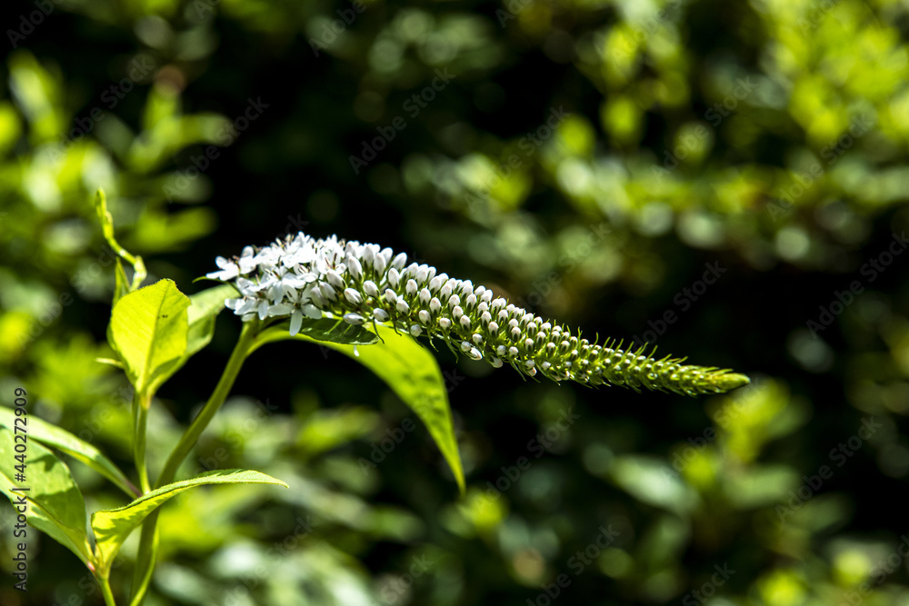 Macro shot of a beautiful wild flower blossom
Macro shot of a beautiful wild flower blossom