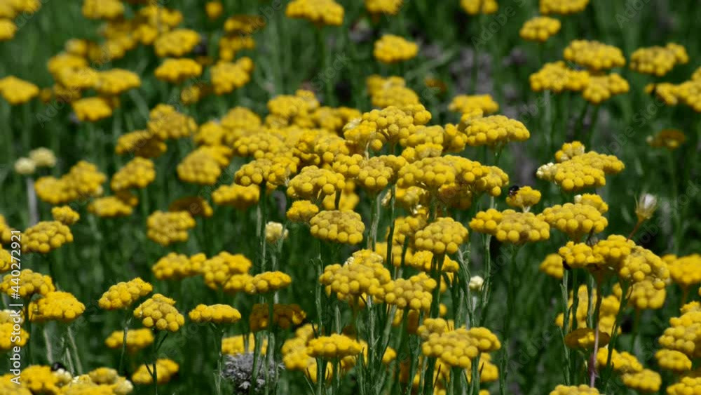 Yellow Mediterranean strawflowers (Helichrysum stoechas) with a ladybug and beetles Yellow Mediterranean strawflowers (Helichrysum stoechas) with a ladybug and beetles