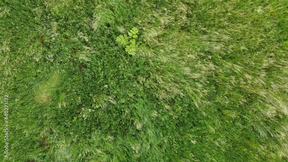 Aerial video flying over green grass field during sunset Aerial video flying over green grass field during sunset