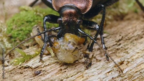 Ground beetle Carabus ullrichii foraging on a slug, predatory copper bug eating  photo