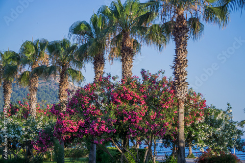 Palm trees on the waterfront of Alanya.