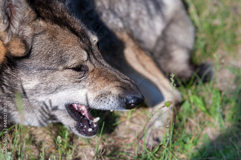 Obraz premium The dog husky wrinkled and sneezed. Close-up, selective focus.