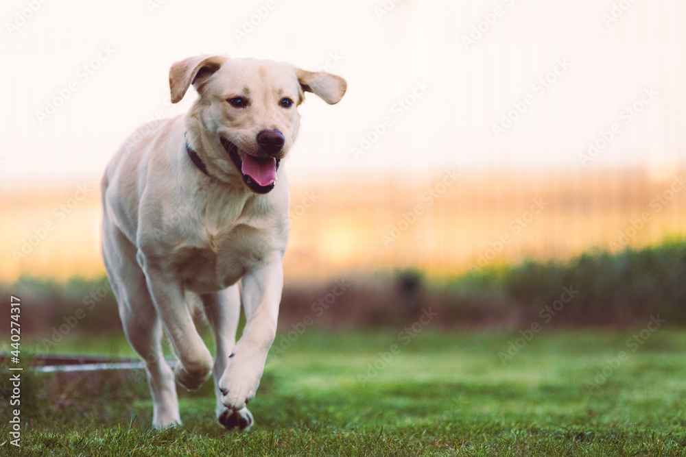 golden retriever running