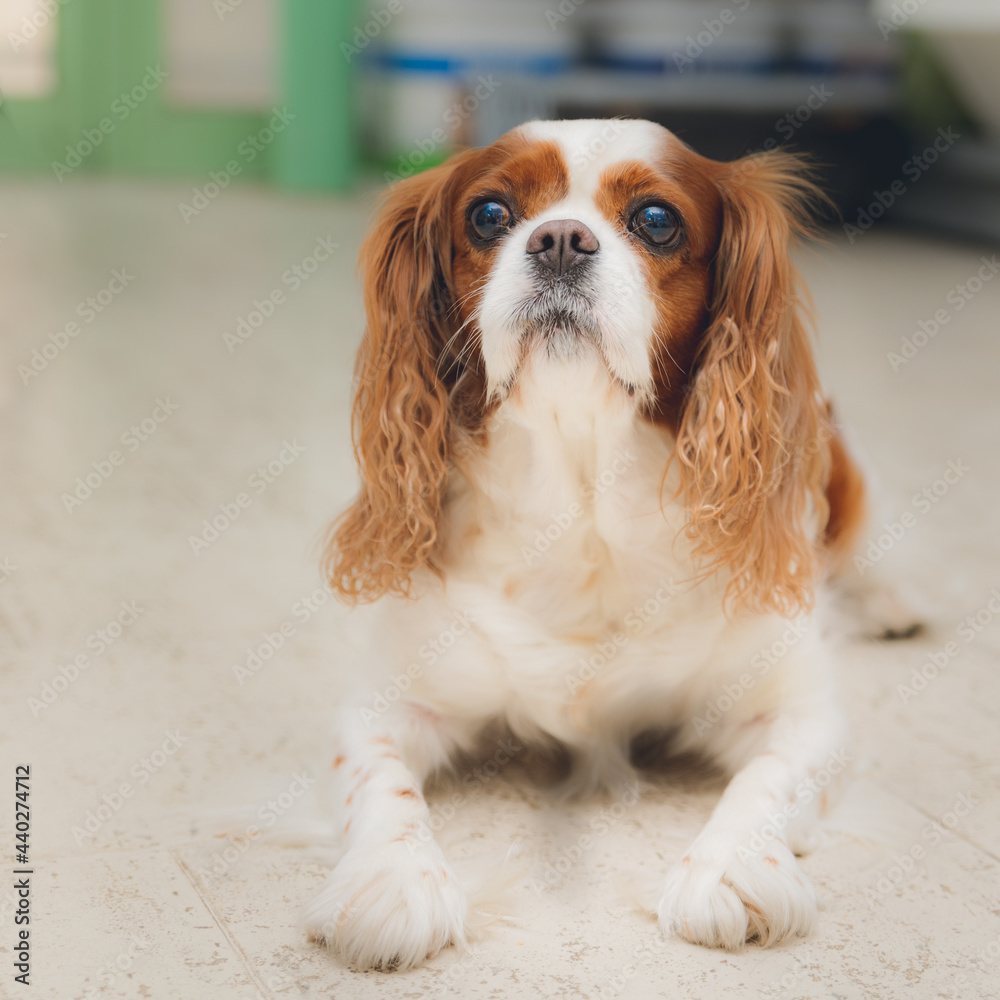 cavalier king charles spaniel cavalier king charles spaniel