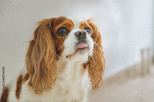 Obraz na płótnie cavalier king charles spaniel 2