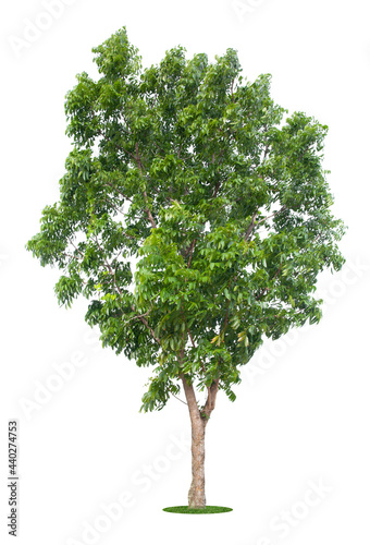 Beautiful green tree isolated on white.