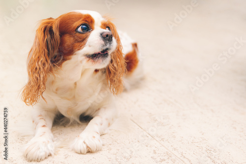 Obraz na płótnie cavalier king charles spaniel
