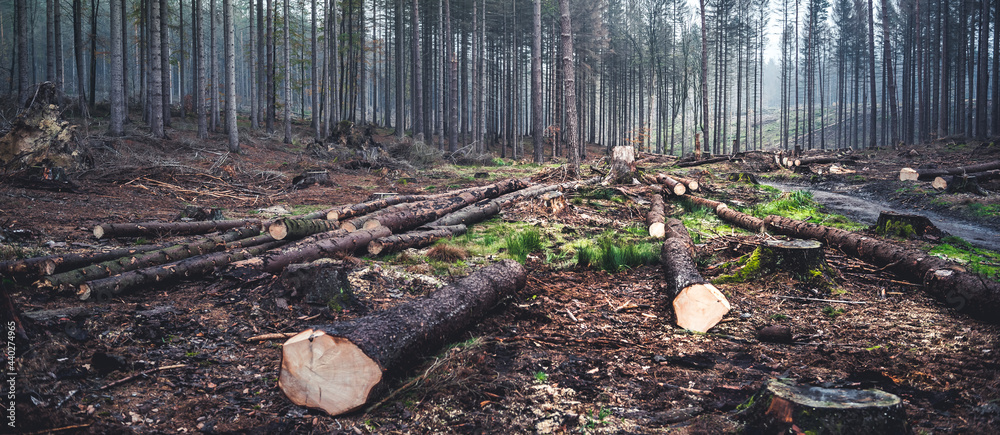 Log spruce trunks pile. Sawn trees from the forest. Logging timber wood ...