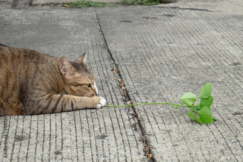 Tabby cat playing and eating Catnip tree.