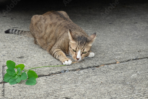 Tabby cat playing and eating Catnip tree.