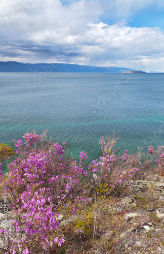 Baikal Lake in springtime. Beautiful landscape with wild flowering bushes of rhododendron or bagulnik on the rocky coast of Olkhon island. Natural background