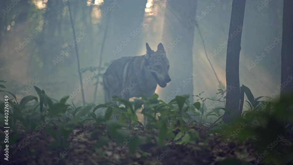 The wolf runs through the morning mystical forest with fog. Wildlife of wild animals in the wild. Slow motion video of a wolf running among the trees.