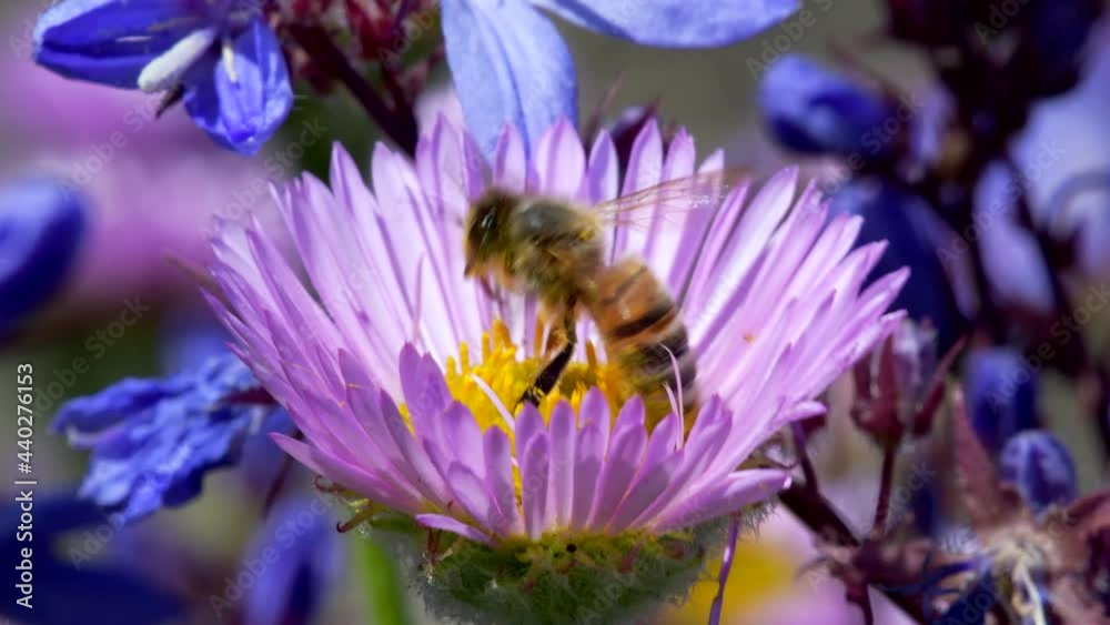 Western Honey Bee or European Honey Bee on flower. Her Latin name is Apis mellifera.
