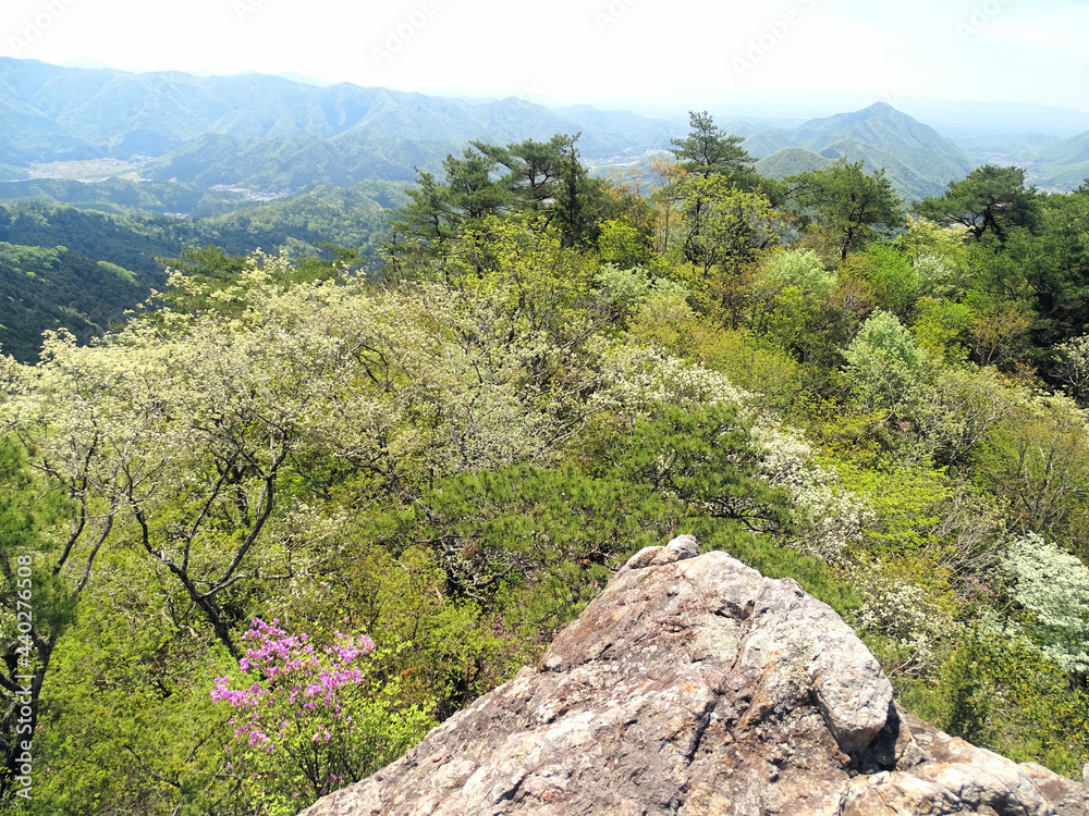 Fototapeta premium 春～初夏の山 新緑 風景