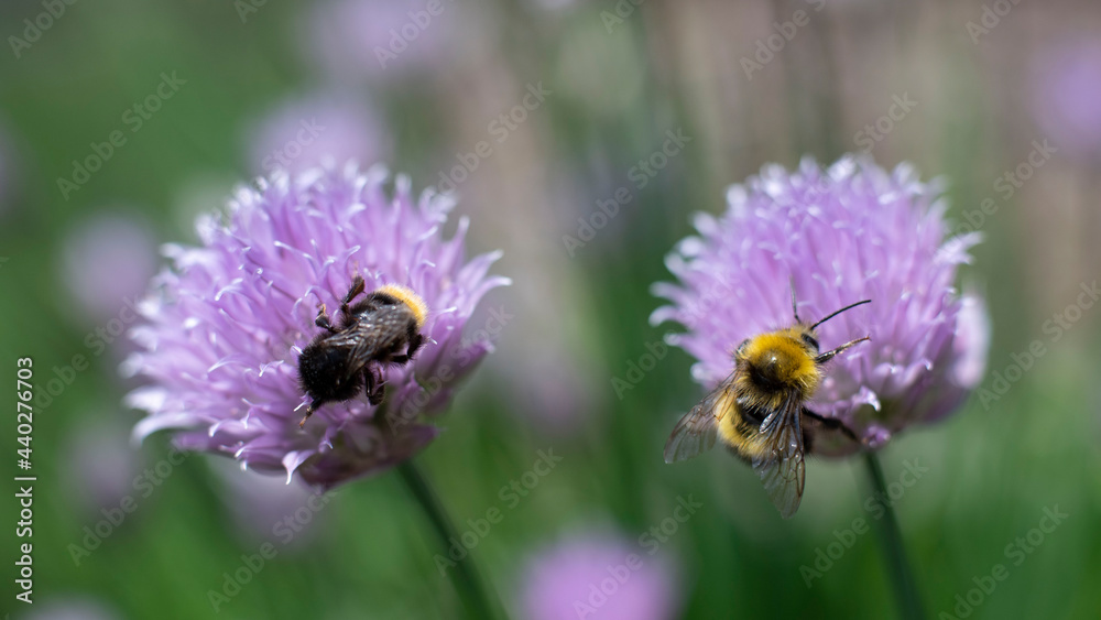 Zwei Bienen Macroaufnahme, Bestäuben, Insekten Zwei Bienen Macroaufnahme, Bestäuben, Insekten