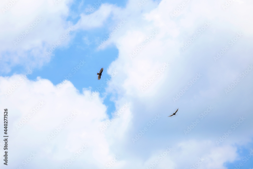 Birds soaring flying under a blue sky with white puffy clouds
