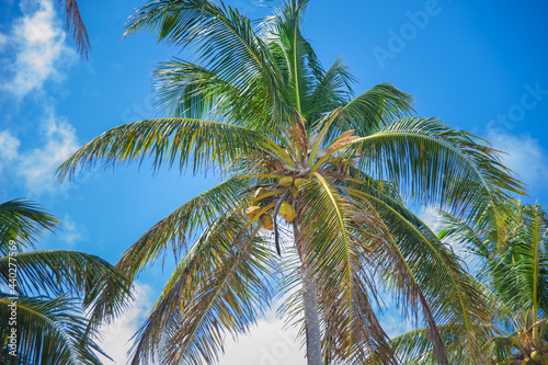 coconut palm tree on the Caribbean cost