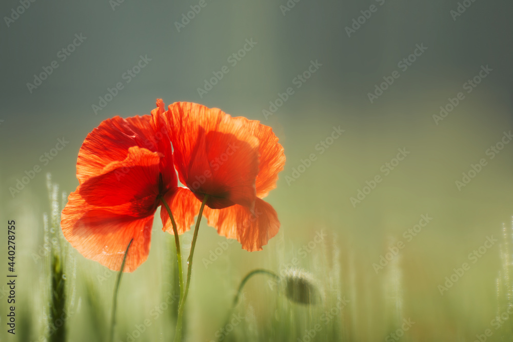 Fototapeta premium Transparency and delicacy of poppies in the wind