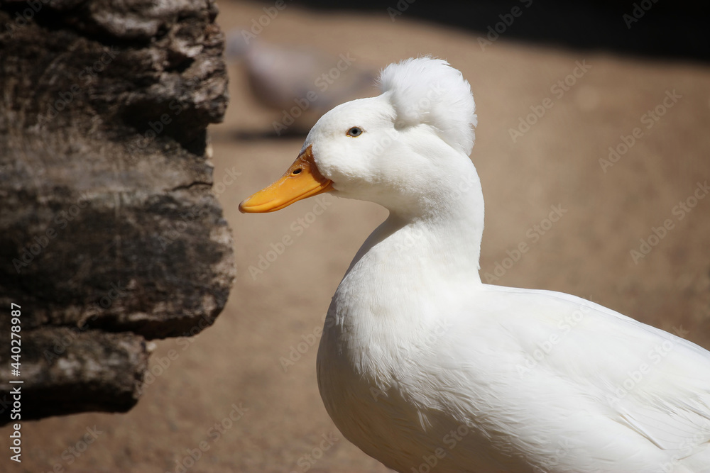 white duck on the farm white duck on the farm