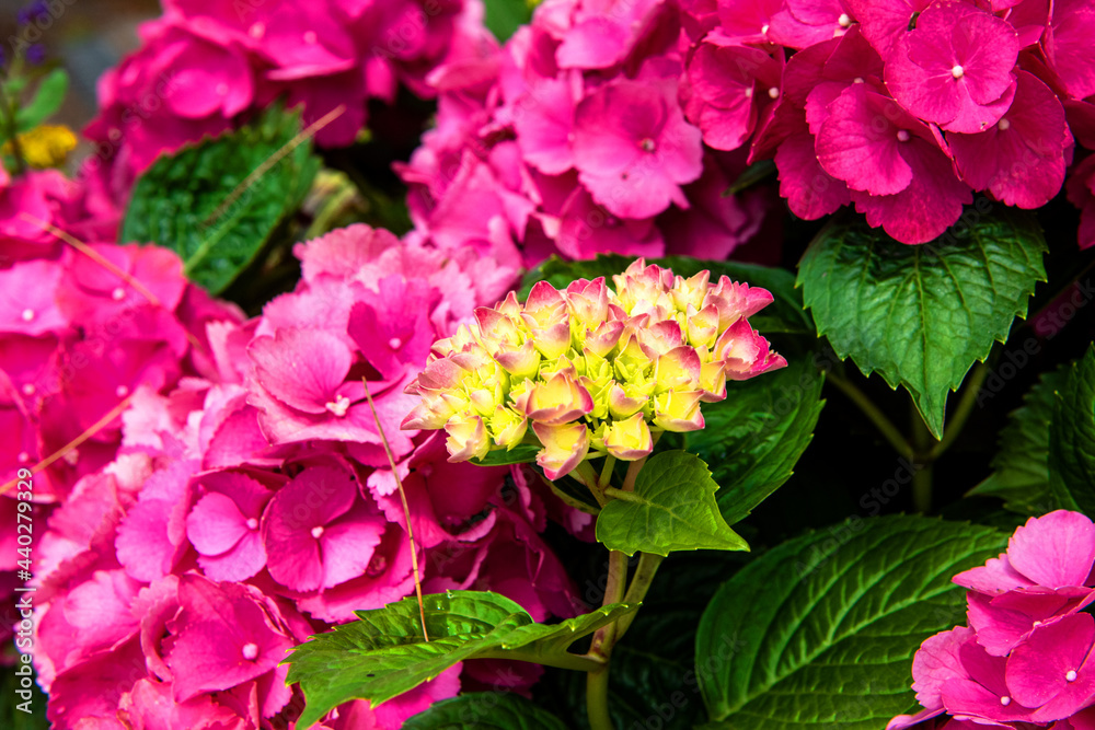 The beautiful Hydrangea flower close-up blooming in the garden with colorful bokeh. The beautiful Hydrangea flower close-up blooming in the garden with colorful bokeh.