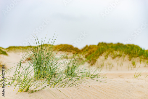 Sand dunes and grass near the beach on Texel island in the Netherlands during summer.