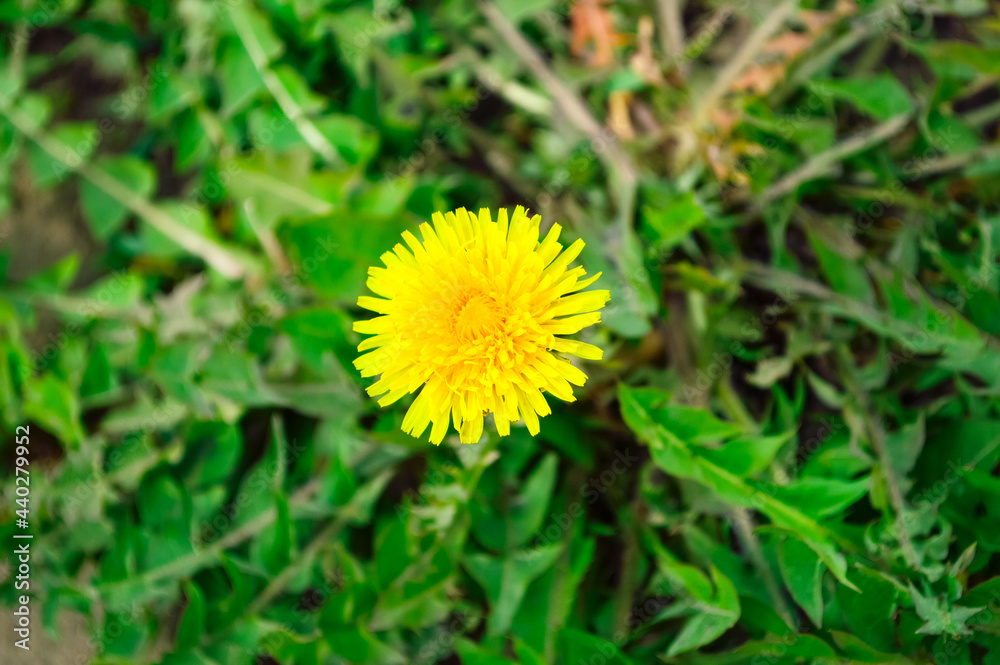 close-up - a bright yellow dandelion growing among the greenery in a meadow close-up - a bright yellow dandelion growing among the greenery in a meadow