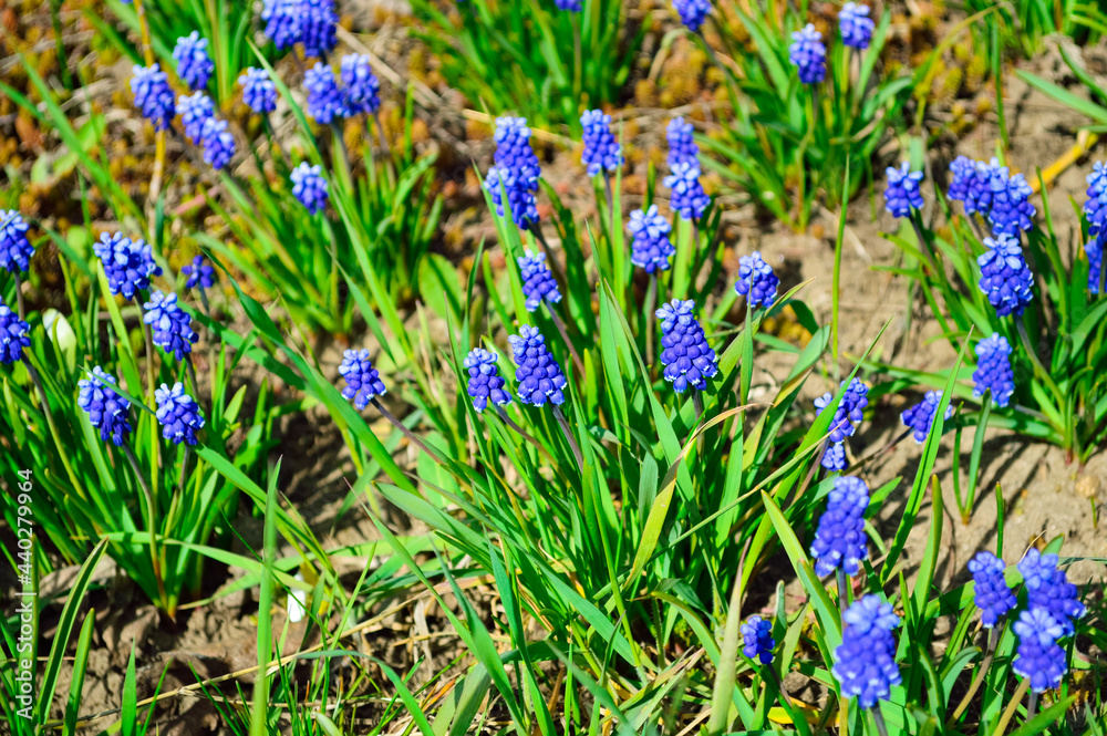 close-up - blue small wildflowers with narrow green leaves close-up - blue small wildflowers with narrow green leaves